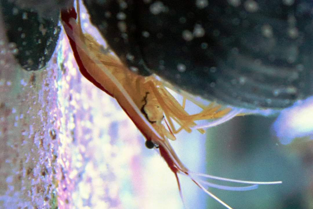 Skunk Cleaner Shrimp (S)
