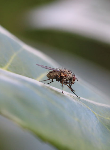 closeup-shot-insect-fly-resting-leaf (3).jpg