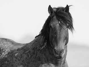 The Power of Wild Horse Photography: Finding Inspiration in Daily Life