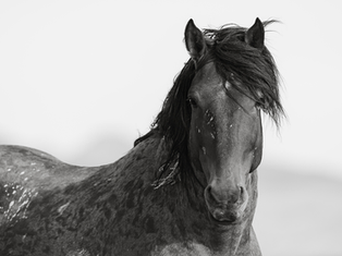 The Power of Wild Horse Photography: Finding Inspiration in Daily Life