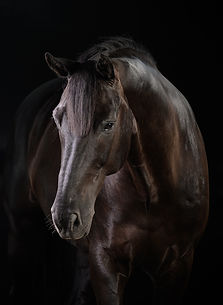 close up horse portraits of a black horse