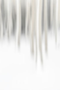 aspen grove with snow