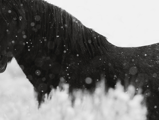 What Inspires the Artist: Exploring the Passion Behind Wild Horse Fine Art Photography