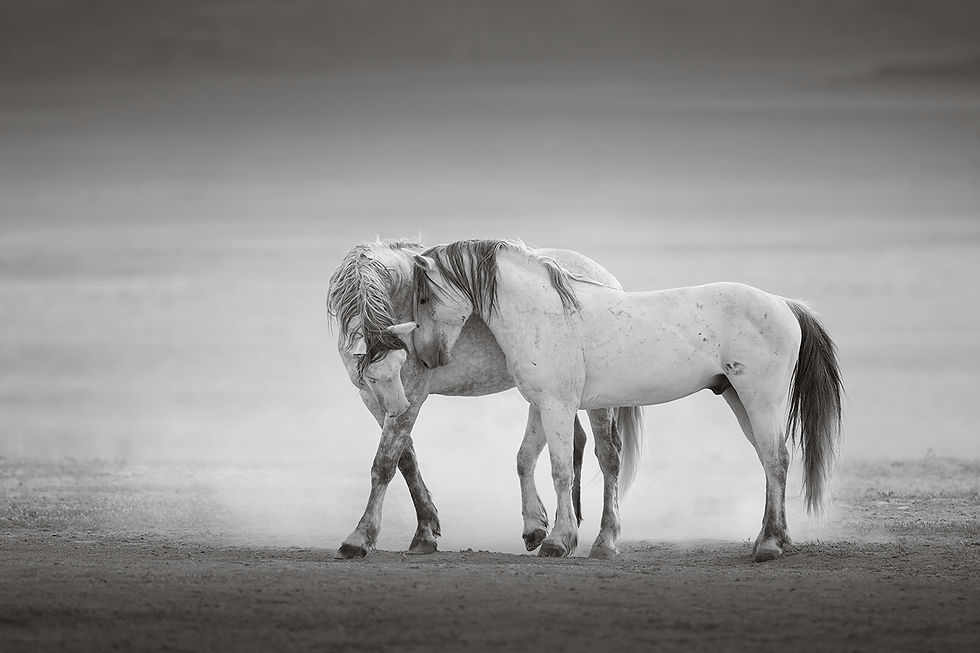 black and white photo of two gray wild horses