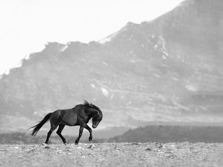 Preserving the Legacy of America’s Wild Horses: The Power of Wild Horse Fine Art Photography