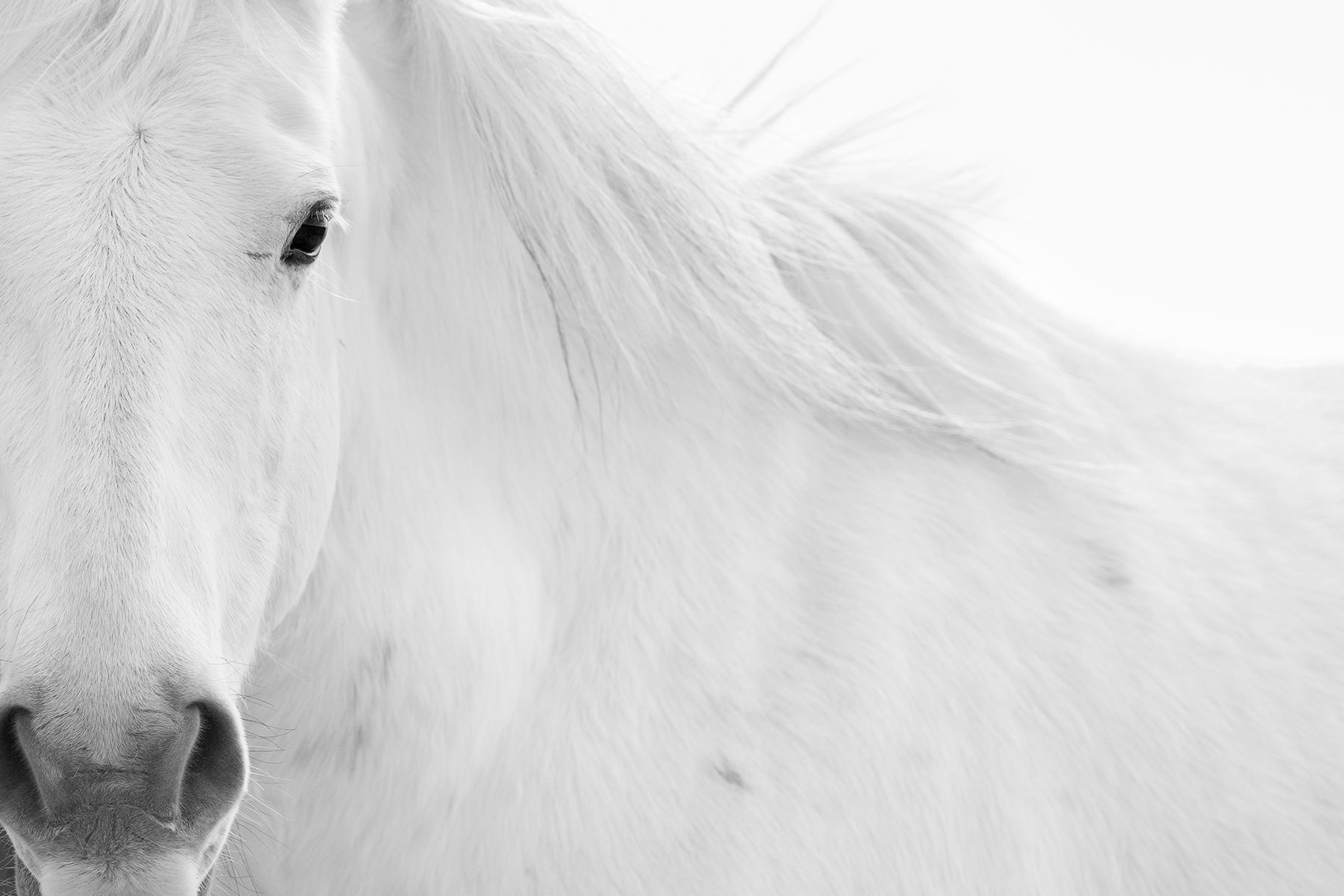 intimate portrait of a white wild horse