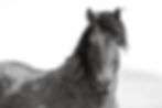 Thumbnail: wild horse photo or a bay roan horse