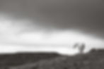 a wild horse overlooks the mountains