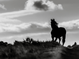 Tracing the Ancient Echoes of Wild Horses
