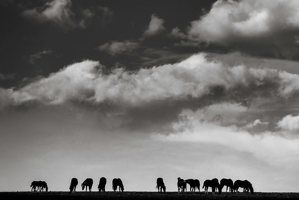 Silhouetted horses graze under a dramatic sky