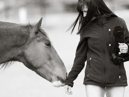 wild horse photographer maria marriott
