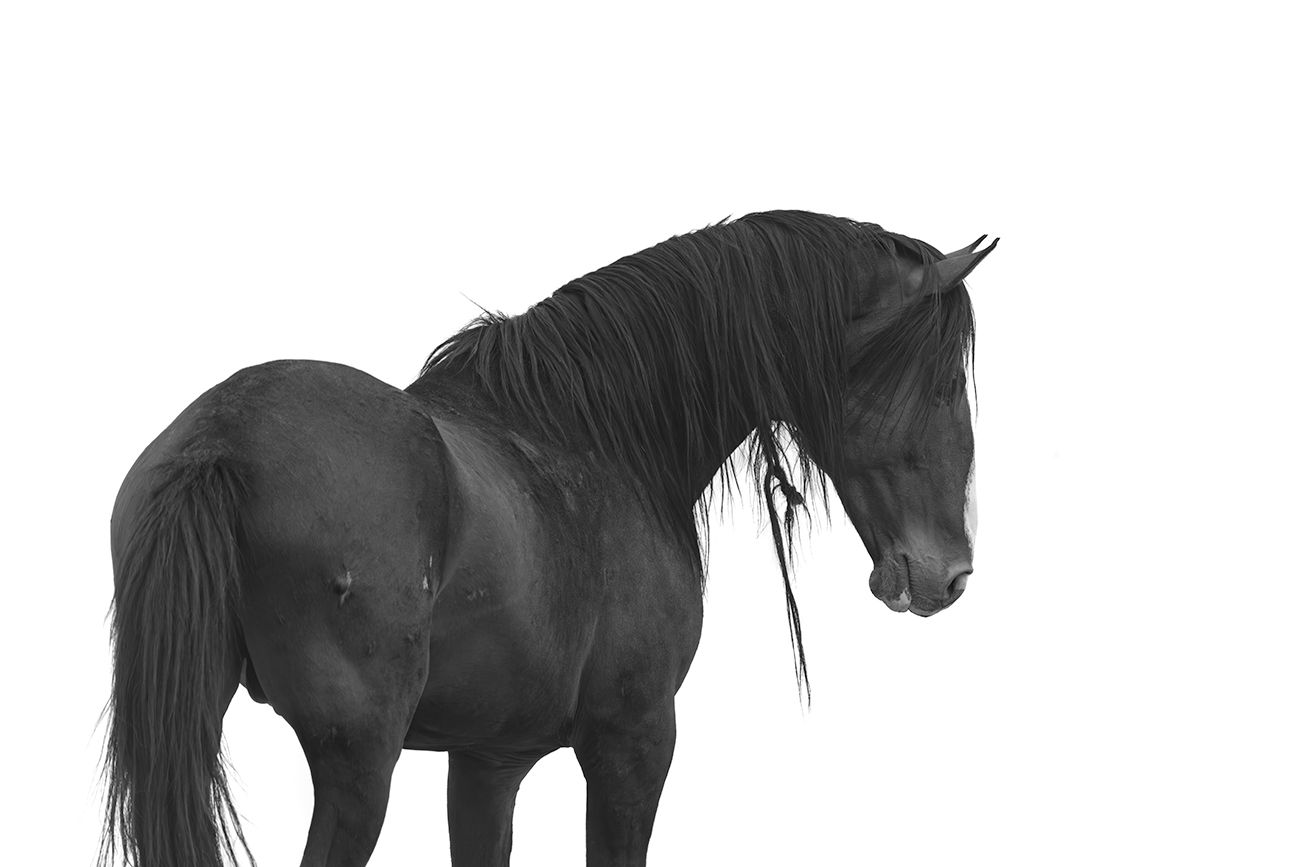black and white wild horse photography