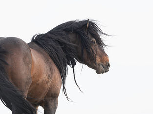 New Wild Horse Photography Releases: Windswept I & II