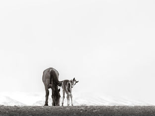 Wild Horse Photos: The Foals Are Here