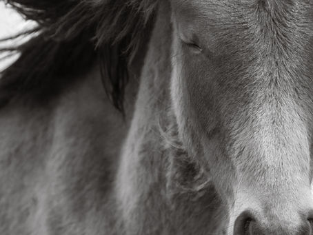 Finding Joy With Wild Horses