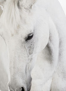 Grayson Horse Photo.jpg