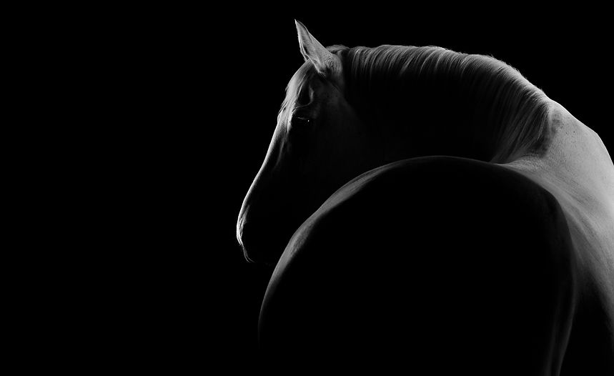 White horse profile, dark background