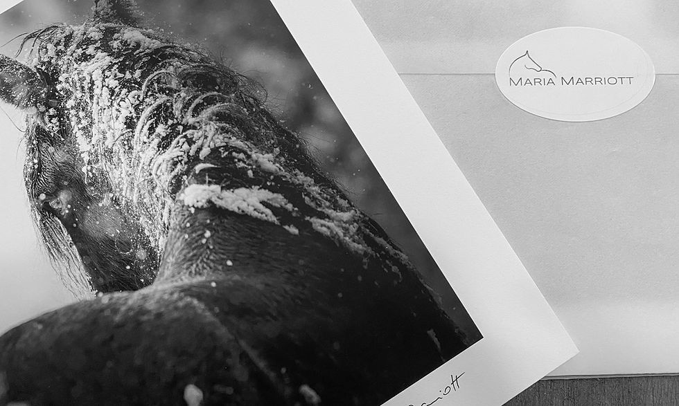 wild horse print of a stallion under snow