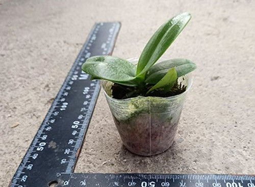 Thumbnail: Phal. Miki Lovely Girl