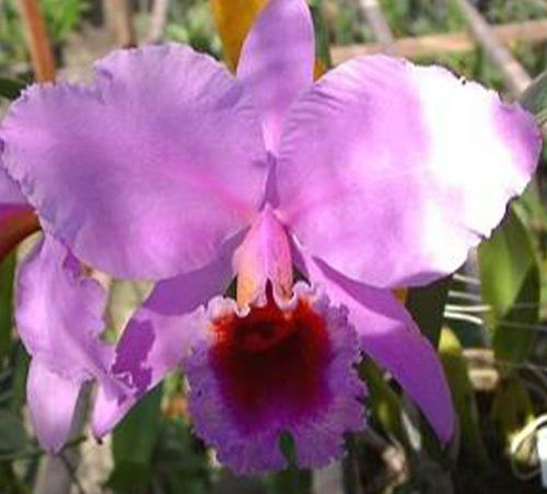 C. percivaliana × sib in winter bloom - fragrant Christmas Cattleya orchid care