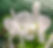 Ctt White Bridal Yuki in bloom - pure white fragrant Cattleya hybrid