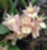 Dendrobium pachyphyllum in bloom - miniature mop-headed orchid with pale yellow flowers
