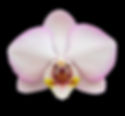Phalaenopsis Taisuco Wonderland in bloom – reliable white Taiwanese hybrid