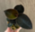 Ludisia discolor var. nigrescens - rare black velvet jewel orchid care