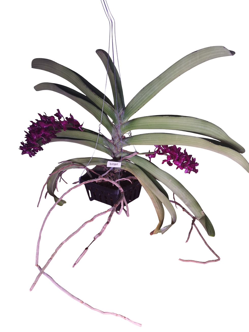 Rhynchostylis Big Spot in bloom - dramatic large-spotted vandaceous orchid