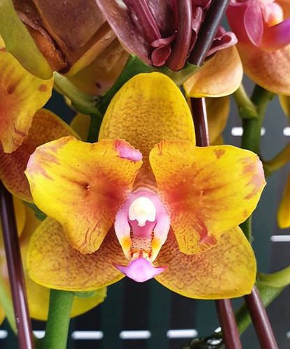 Phal. Lioulin Orange (peloric - 2 eyes) | TheDarkOrchid