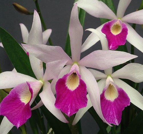 C. Button Top × Bc. Morning Glory) 'CT-Little Jolie' | TheDarkOrchid