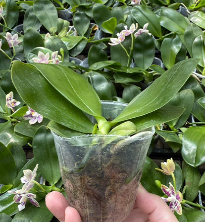 Phal. Lyndon Mix Zebra '870' in bloom - white orchid with maroon zebra stripes