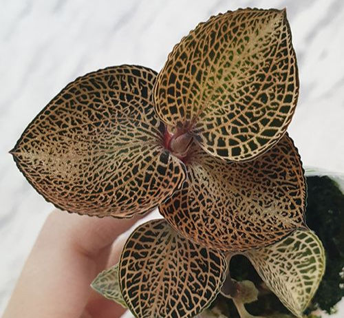 Anoectochilus SP