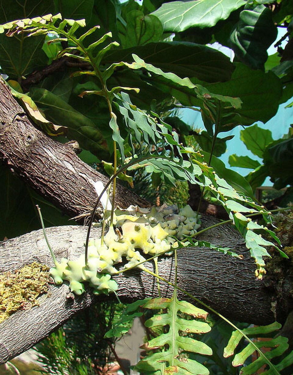 Lecanopteris deparioides Ant Fern with hollow rhizomes – rare epiphytic fern care guide