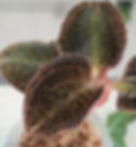 Anoectochilus roxburghii Hayata Thick Stem - black velvet jewel orchid care