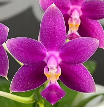 Phalaenopsis Equalacea 'Smurf' in bloom - compact purple primary hybrid