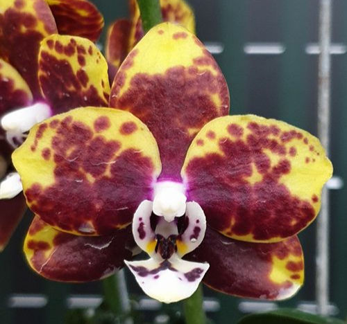 Phalaenopsis Chiada Monica '438' in bloom - yellow orchid with red spotted patterning