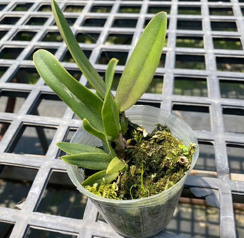 C. eldorado var. alba × sib flower - rare white Cattleya with yellow lip