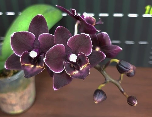 Phalaenopsis Miki Black Angel (NFS) | TheDarkOrchid