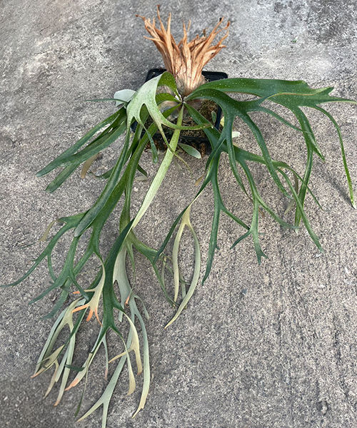 Platycerium willinckii Java Staghorn Fern mounted on wood with cascading antler fronds