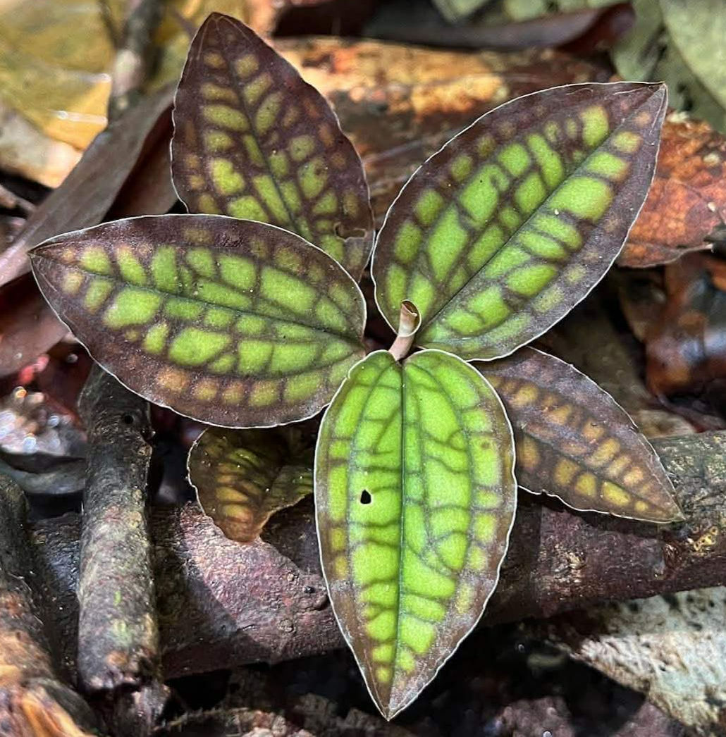 Cystorchis sp. Papua - rare terrestrial jewel orchid from Papua New Guinea highlands