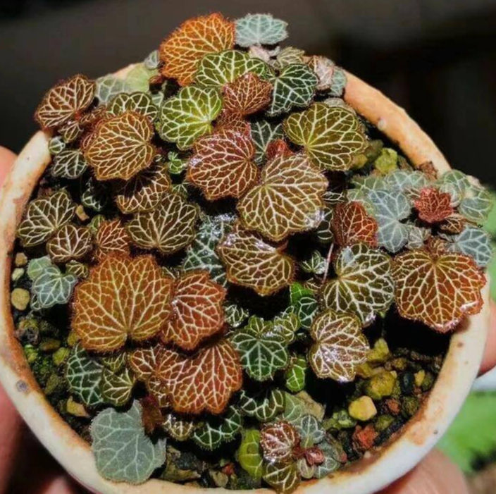 Saxifraga stolonifera - Strawberry Saxifrage with silver-veined leaves and red runners