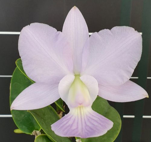 Cattleya walkeriana var. blue sibling cross in bloom - rare crystalline-blue orchid