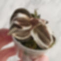 Anoectochilus roxburghii Variegata foliage - rare silver-veined jewel orchid care