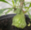 Myrmecodia beccarii ant plant in cultivation – prickly caudex detail