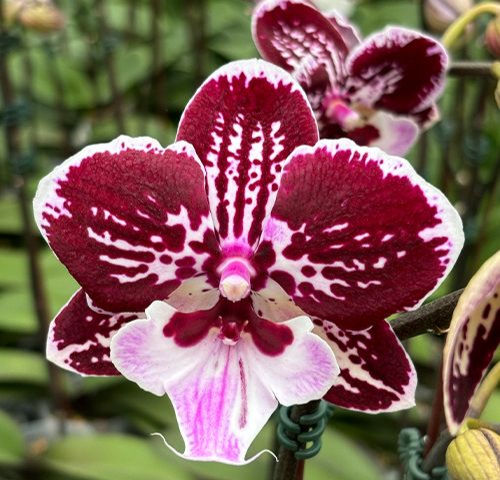 Phalaenopsis Miki Lord in bloom - elegant Japanese hybrid with pink blush