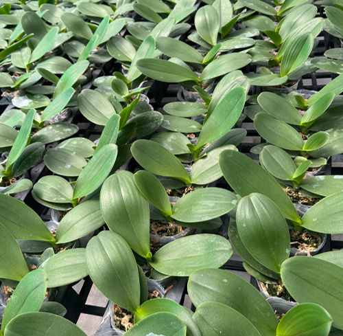 Phalaenopsis Chi-Yueh Wise in bloom - rare Taiwanese spotted orchid