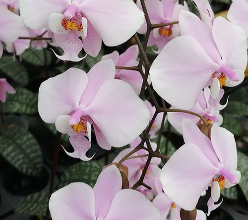 Phalaenopsis schilleriana 'MSH' in bloom – rose-pink flowers on long branching spike