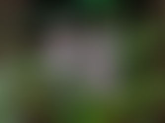 Discover the complete guide to Vanda orchid care. Learn watering, lighting, and fertilizing tips for spectacular blooms. Solve common problems and unlock blooming secrets for these stunning tropical orchids.