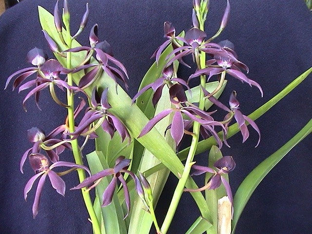 Guarechea Black Comet - fragrant black orchid hybrid with dark maroon-red blooms
